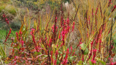 Persicaria amplexicaulis 'Atropurpureum' b PA280017.JPG