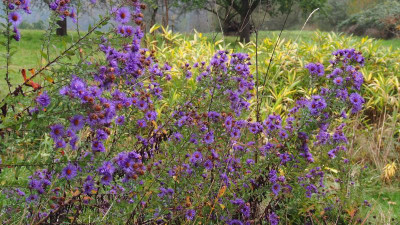 Aster novae-angliae 'Barr's Blue' b PA280013.JPG
