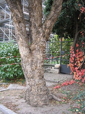 Sambucus_nigra_Magdeburg.jpg