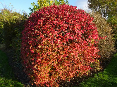 Euonymus alatus Compactus Oktober 2016.JPG