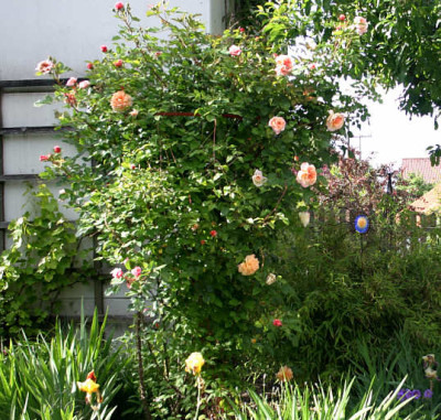 Rose Aloha0209c.jpg