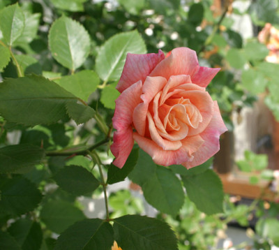Rose Aloha0210d.jpg