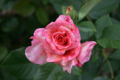 Rose Aloha0109b.jpg