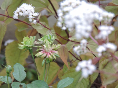 DSCN6078.JPG