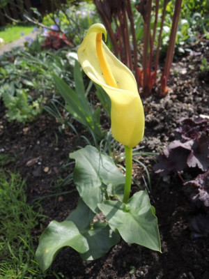 Arum cretica.JPG