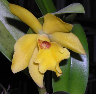 Orchidee gelb_kl.jpg