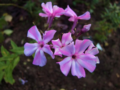 30.10.2016 18-02-37_0107.jpg