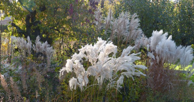 2016-10-30 Gartenimpressionen 3.jpg