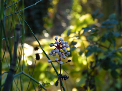 2016-10-30 Gartenimpressionen 4.jpg