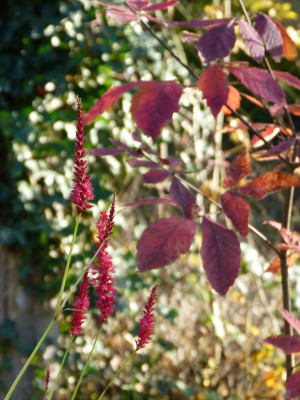 2016-10-30 Gartenimpressionen 5.jpg