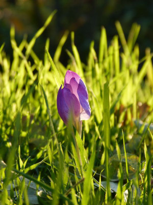 2016-10-30 Colchicum bornmuelleri.jpg