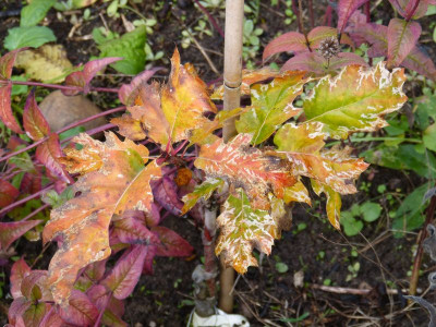 2016-10-29 Quercus 'Wolfdonk's Pride'.jpg