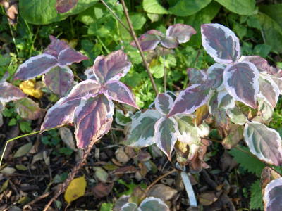 2016-10-30 Cornus kousa 'Snowboy'.jpg