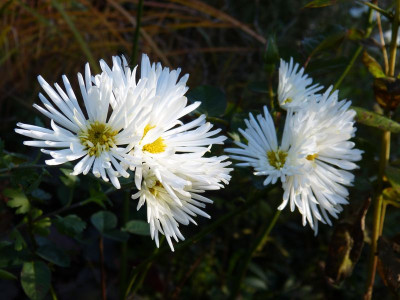 2016-10-30 Chrysanthemum 'Havelschwan'.jpg