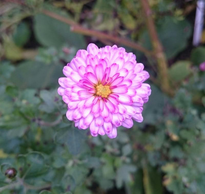 _20161030_073056.JPG