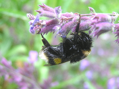 Punk-Hummel-2a.jpg