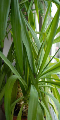 yucca2-klein.jpg