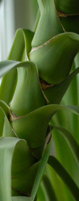 yucca-detail-klein.jpg