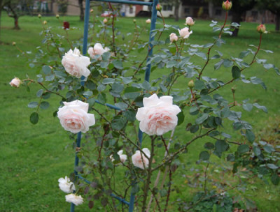 Penny_Lane_HS_0021_86.jpg