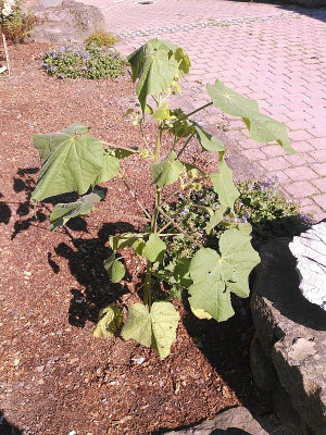 20160925_001.jpg