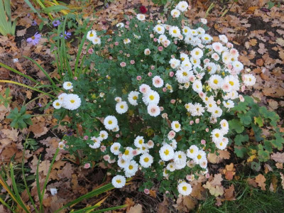 Chrysanthemum hortorum ‚Julia’_4467.jpg
