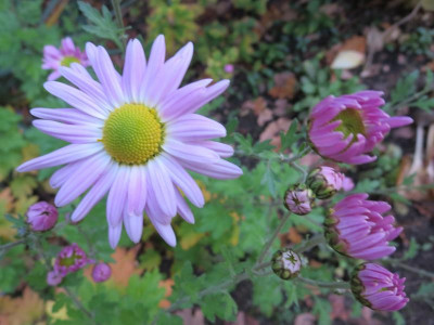Chrysanthemum 'Hebe'_4470.jpg