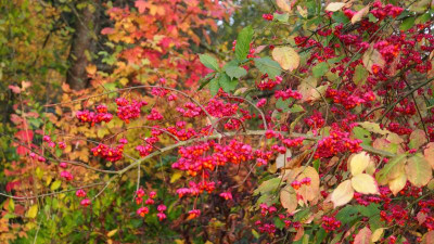 Euonymus europaeus PB010010.JPG