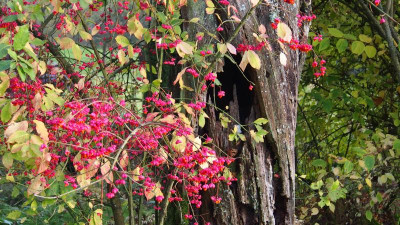 Euonymus europaeus PB010012.JPG