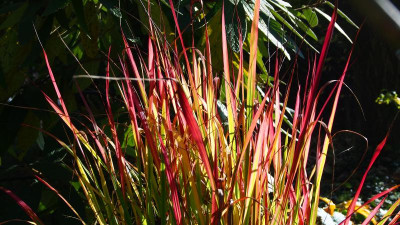 Imperata cylindrica 'Red Baron' PB010004.JPG