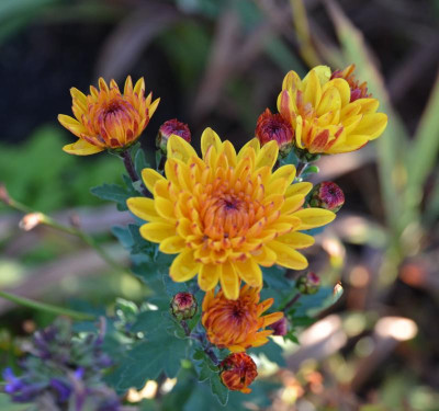 Chrysanthemum-bronze.16-1.jpg