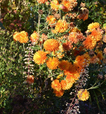 Chrysanthemum-DixterOrange.16-2.jpg