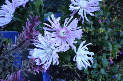 Chrysanthemum-weiß.16-3.jpg