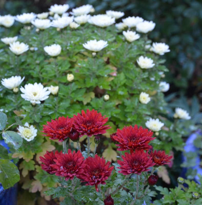 Chrysanthemum-Topf.16-1.jpg