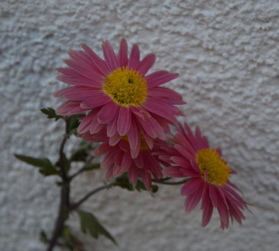 Chrysanthemum-unbekannt.16-2.jpg