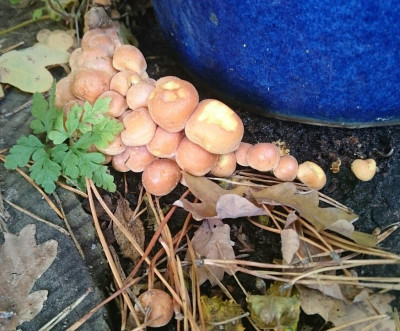 _20161102_185213.JPG