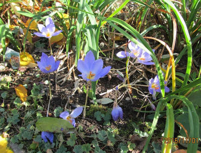IMG_2656 small.jpg