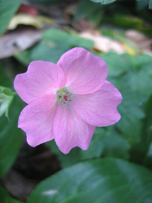 Wargrave_Pink_3726_r1.jpg