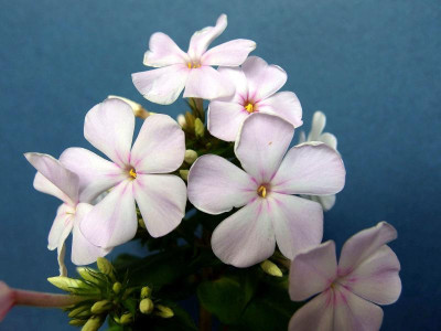 Sä. 2_aus Superphlox_PB032383.jpg