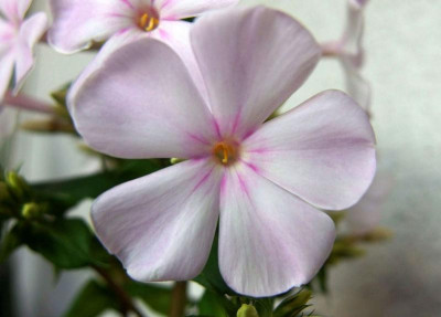 Sä. 2_aus Superphlox_PB032378.jpg