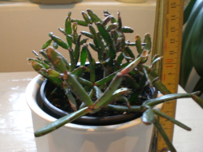 CIMG0665.JPG