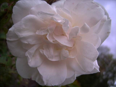 Blanche_Duranthon_006.JPG