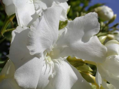 Olea_wei03.JPG