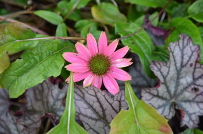 Echinacea-PowPow.16-1.jpg