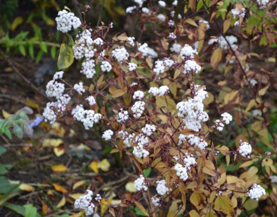 Eupatorium_rugosum-Chocolat.16-1.jpg