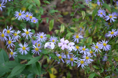Aster_ageratoides-ElevenPurple.16-1.jpg