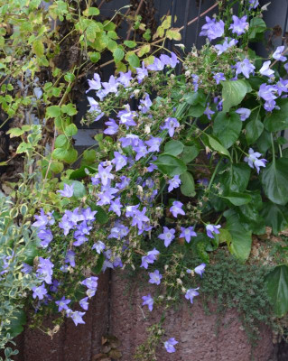 Campanula_pyramidalis.16-1.jpg