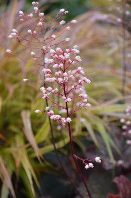 Heuchera-Rio.16-2.jpg