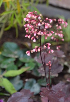 Heuchera-Blüte.16-1.jpg