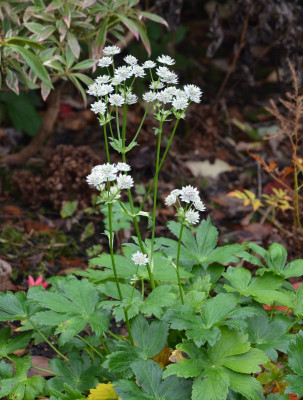 Astrantia-StarofBillion.16-1.jpg