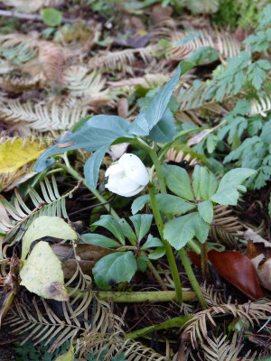 2016-11-04 Helleborus niger.jpg